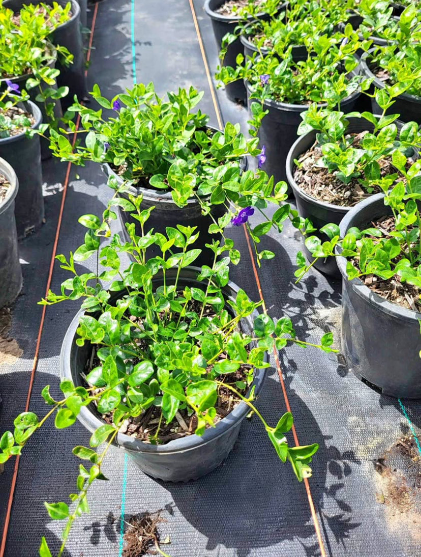 vinca potted plants Vinca Minor 1 Gallon