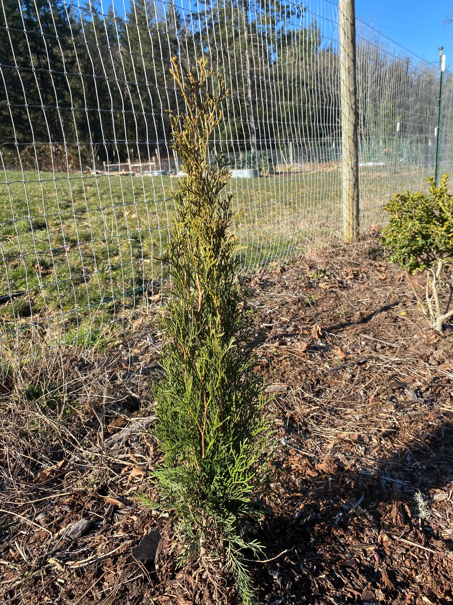 1 Gallon Arborvitae